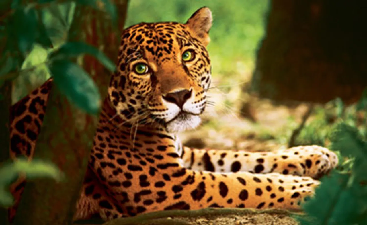 Animal Planet brings 'Wild Brazil'