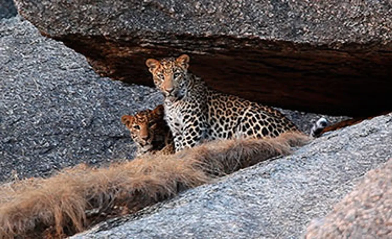 Discovery to premiere 'Jawai: India's Leopard Hills'