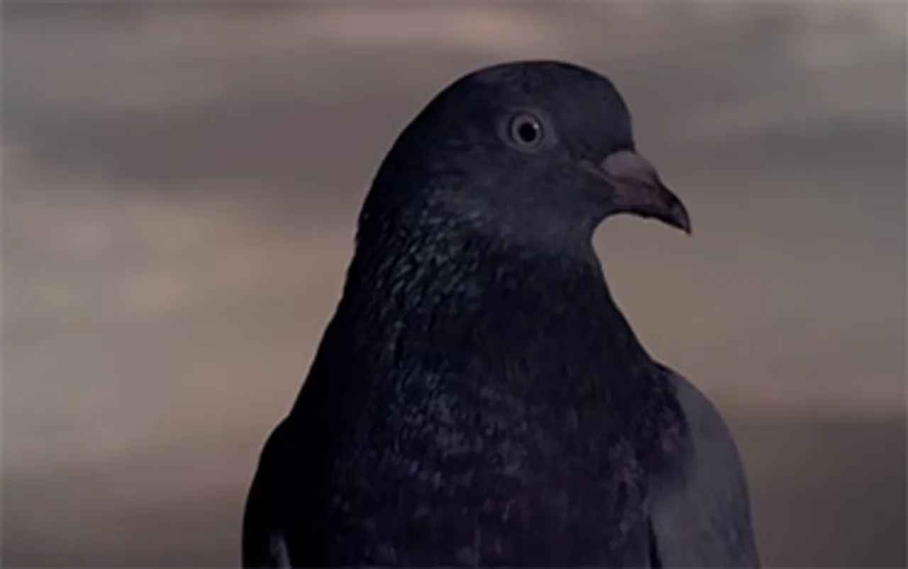 Godrej Aer pulls up car owners with the help of pigeons, trees and dogs