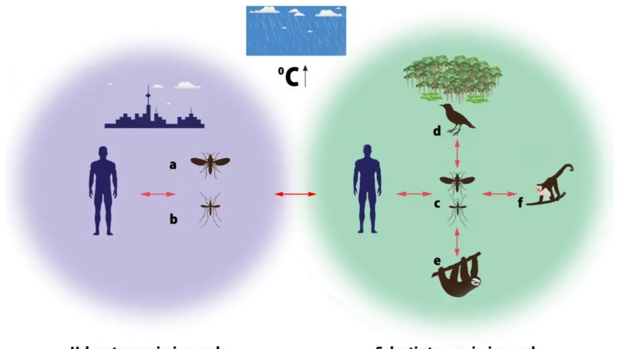 First Oropouche Fever Case Hits Rio de Janeiro: 42-Year-Old Man