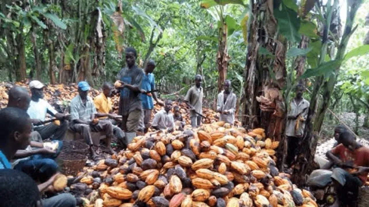 Ondo State Cocoa Farmers Champion Economic Diversification, Combat