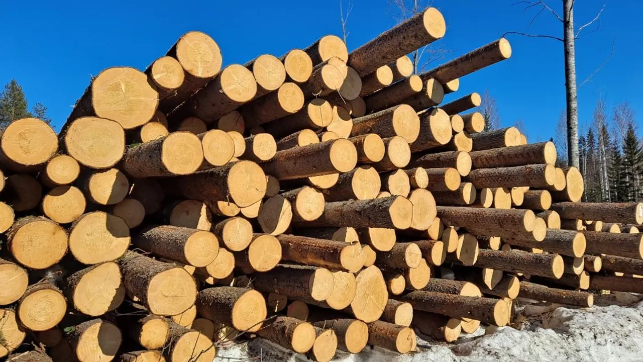 Turbulence in the Timber: Unveiling the 2023 Forest Industry's Market Dynamics