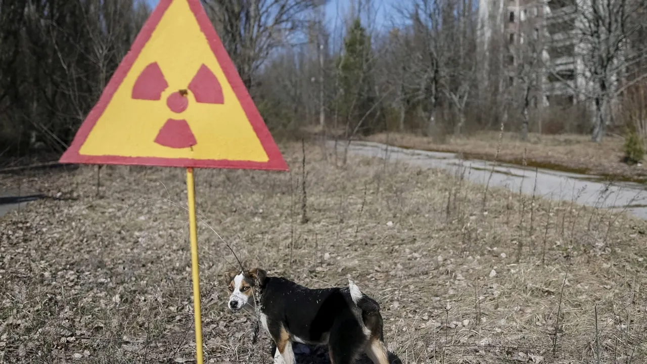 Chernobyl #39 s Cancer Resistant Wolves: A Ray of Hope in the Radioactive