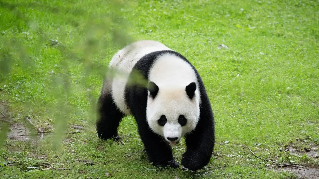 Panda Diplomacy in Focus Australia's MillionDollar Investment in