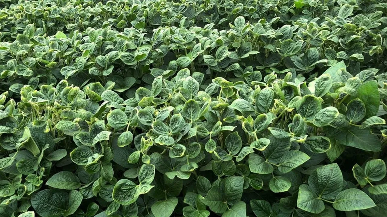 EPA Allows Use of Existing Dicamba Stocks Despite Court Ruling