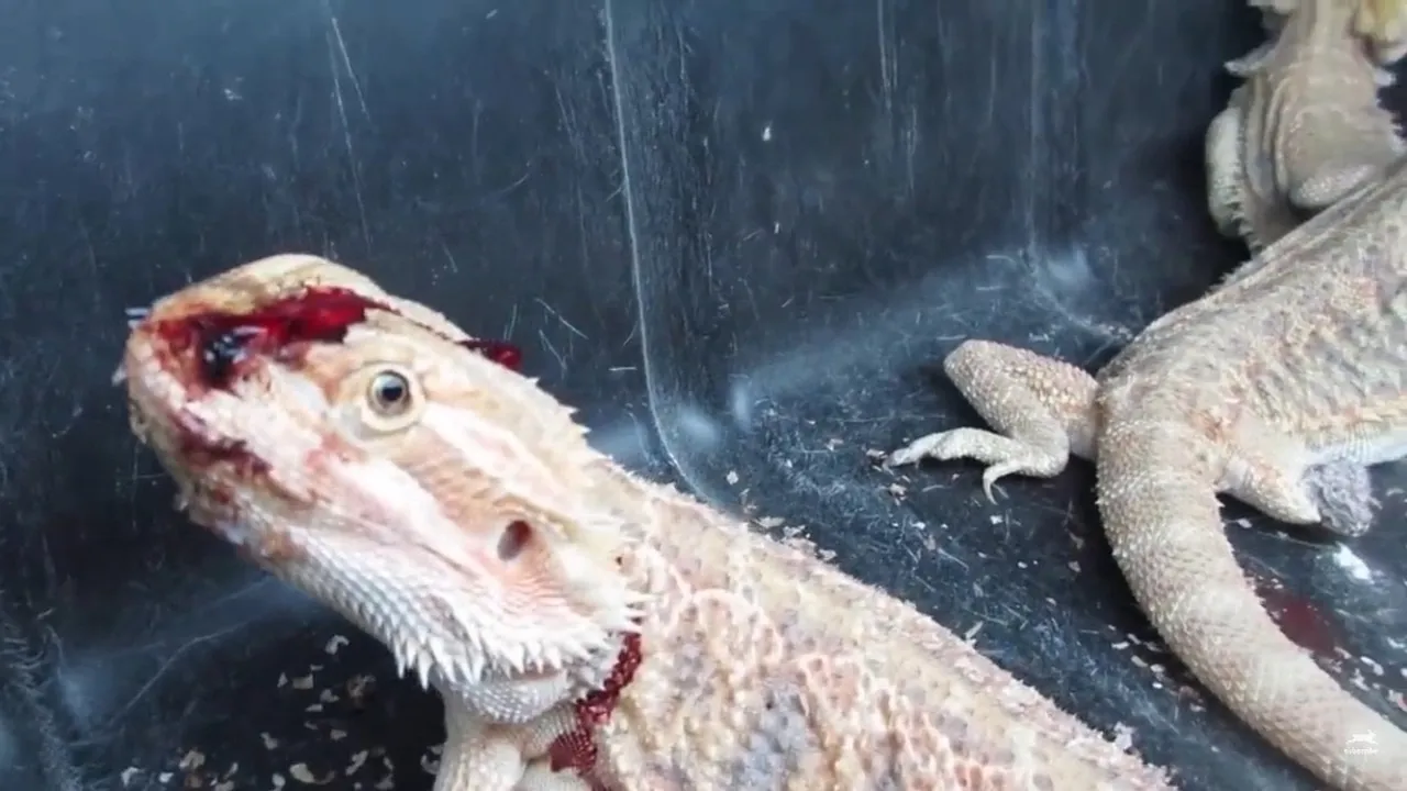 PETA Urges Reptiles by Mack to End Cruel Snake Housing Practices, Cites