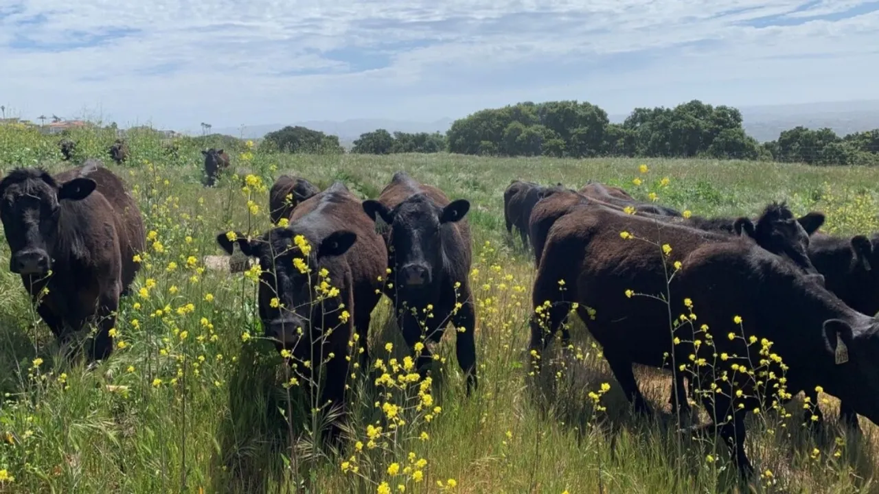 Residents of Bargur Hills Protest Against Thanthai Periyar Wildlife
