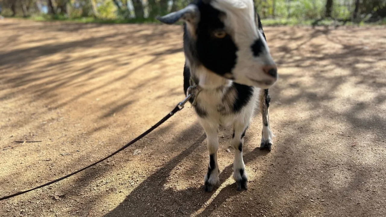 Austin's Goat Brigade: A Sustainable Solution for Butler Trail