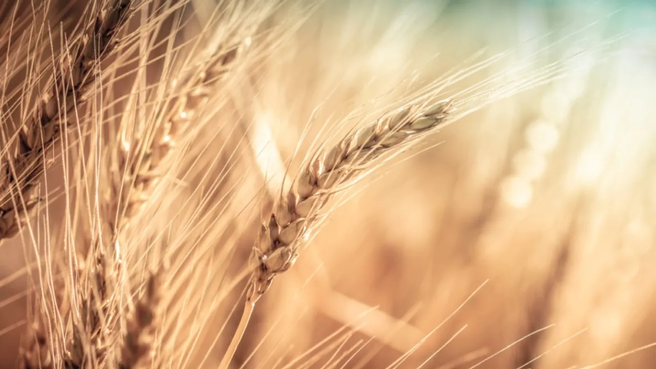 Revolutionary CRISPR-CAS9 Breakthrough: Chinese Scientists Boost Wheat Yields for Global Food Security