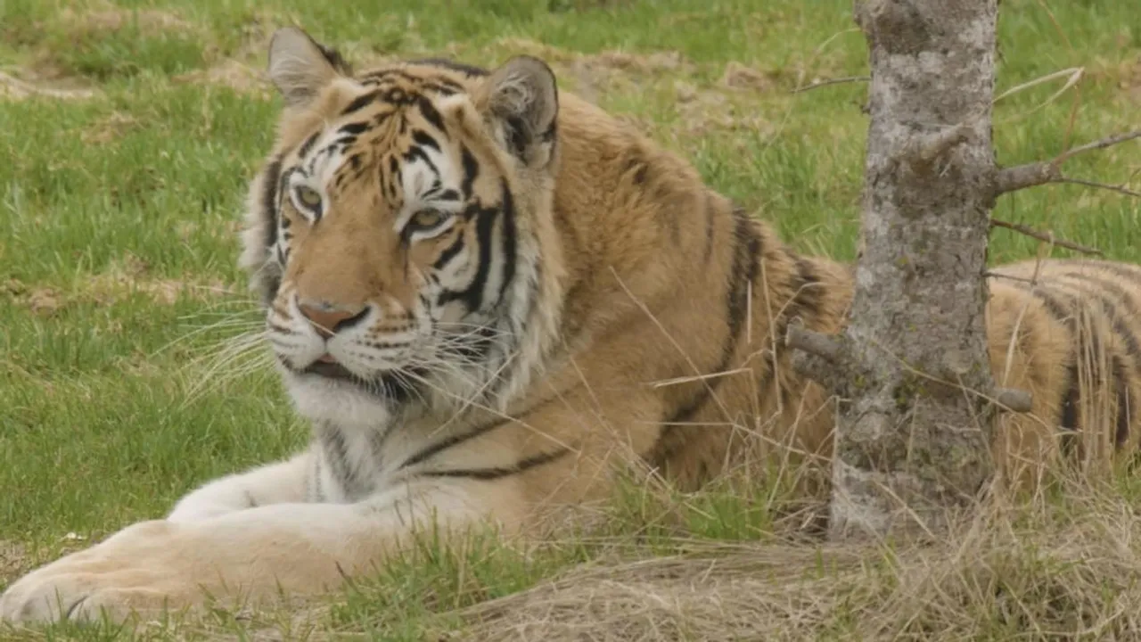 Minnesota's Wildcat Sanctuary Launches Live Cat Cam, Celebrates 25