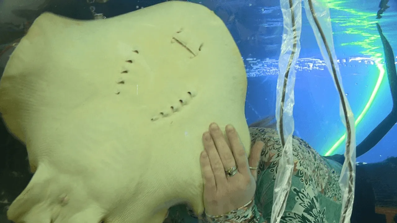 Mysterious Pregnancy Stingray At North Carolina Aquarium Expecting Pups Without Male Companion 5894