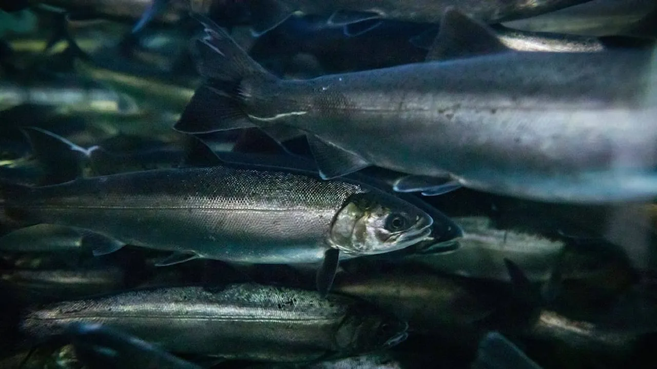 6PPD: The Tire Rubber Ingredient Killing Coho Salmon