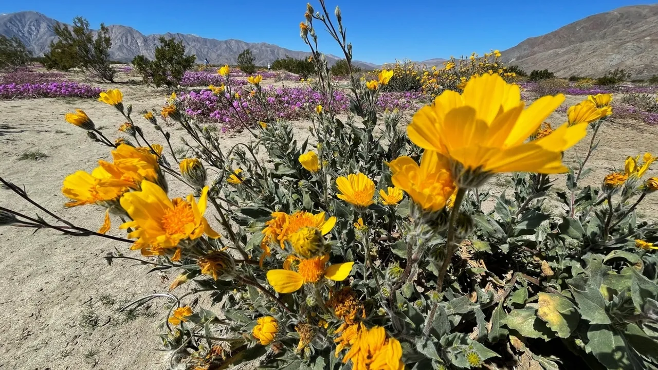 Anza Borrego Desert Awakens: Near Record Rainfall Precedes Vibrant