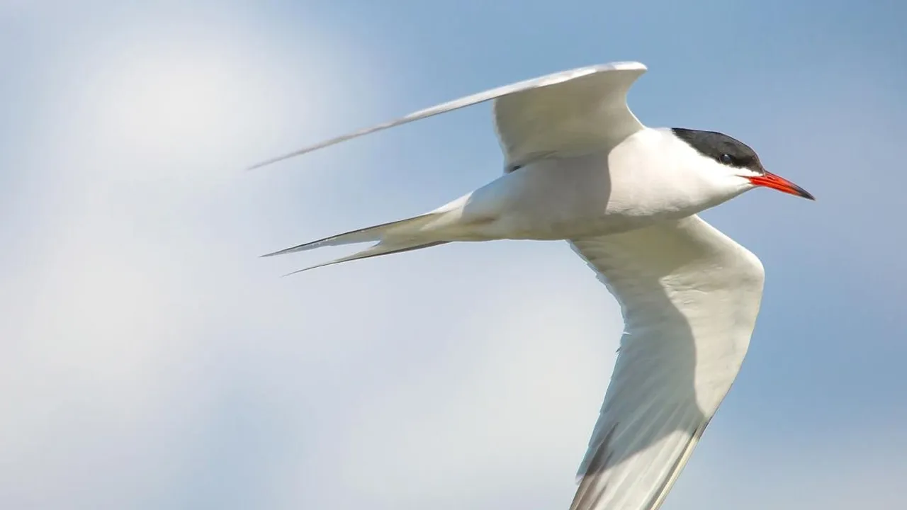 Bird Flu Crisis Threatens UK Seabirds and Impacts Wildlife Across the Globe