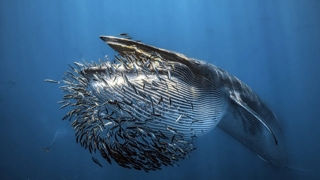 Alex Dawson Wins Underwater Photographer of the Year 2024 with Stark