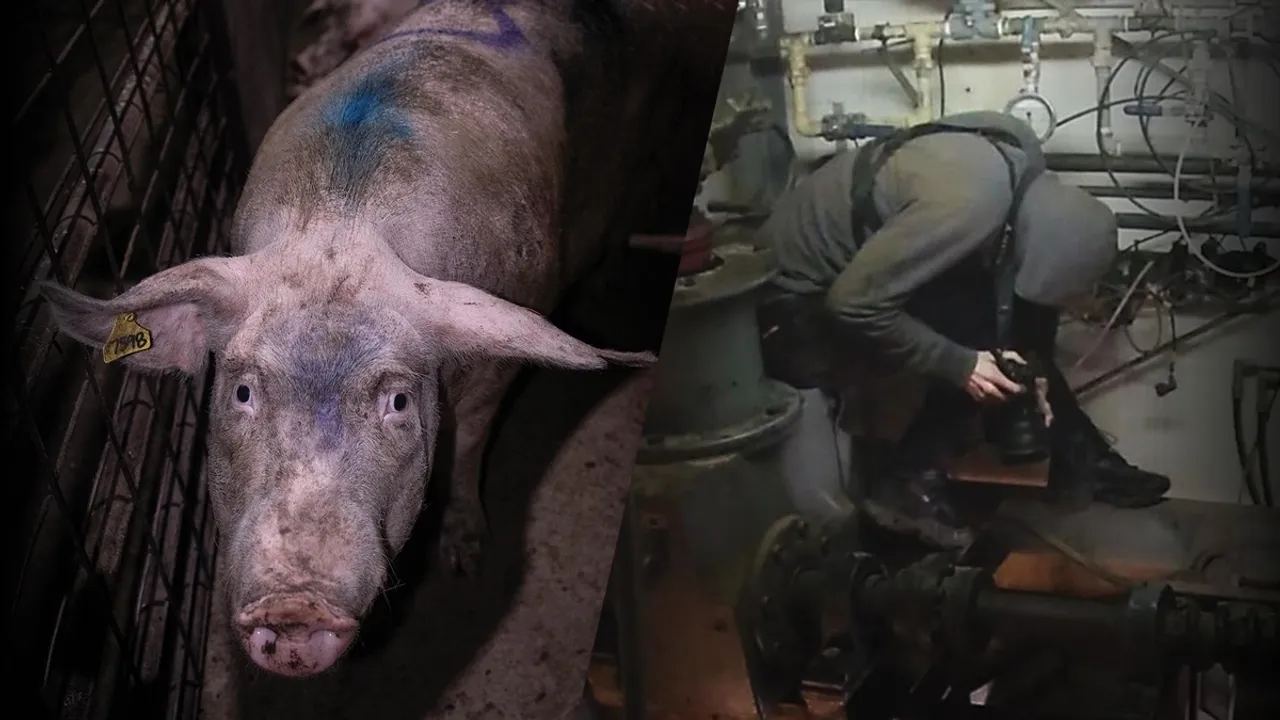 Victorian Abattoir Accepts Responsibility for Animal Welfare Breaches After Activist Footage