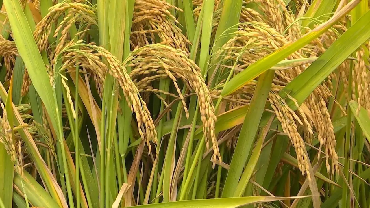 Seeds of Change: How a New Rice Variety is Revolutionizing Agriculture in Kampung Sungai Leman