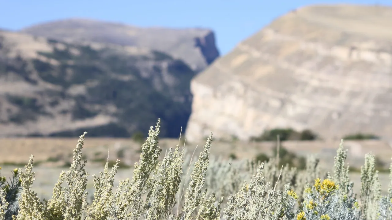 Biden Administration Commits 7 Million to Preserve Vanishing Sagebrush