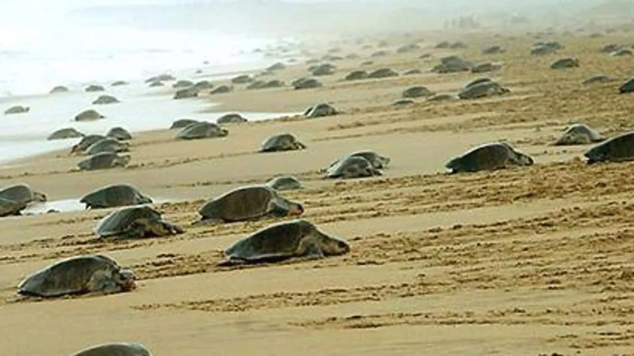 olive ridley turtle nesting season Turtle Island