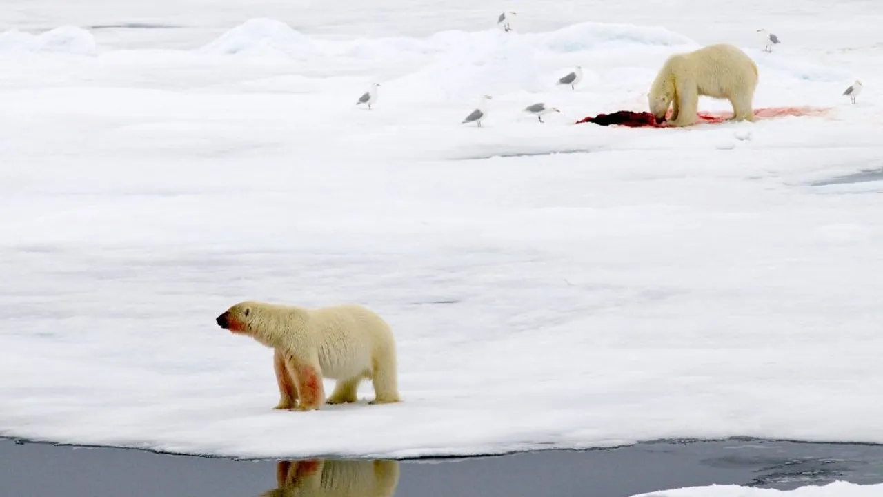 Rapid Arctic Ice Melt Threatens Polar Bears' Survival