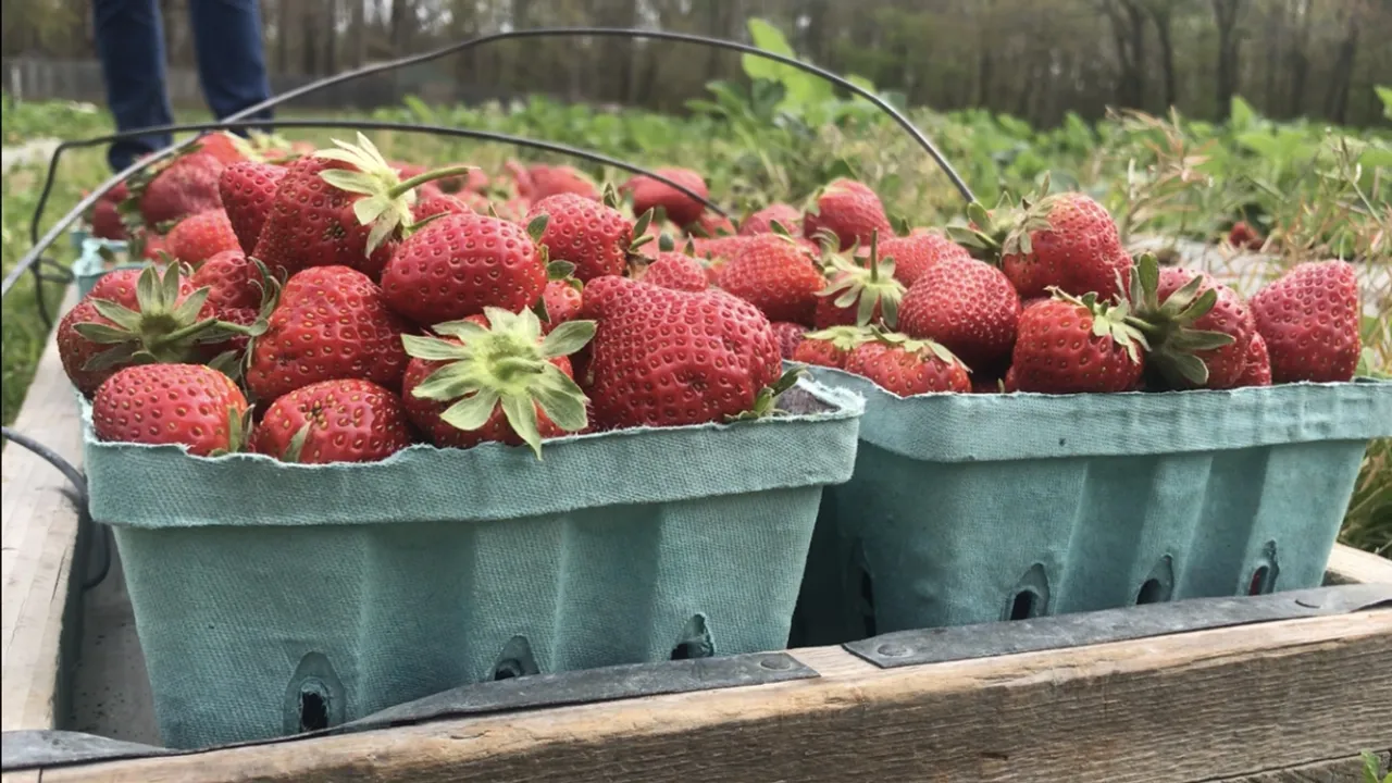 Pungo Strawberry Festival on Hiatus for Fifth Year Search for New Team