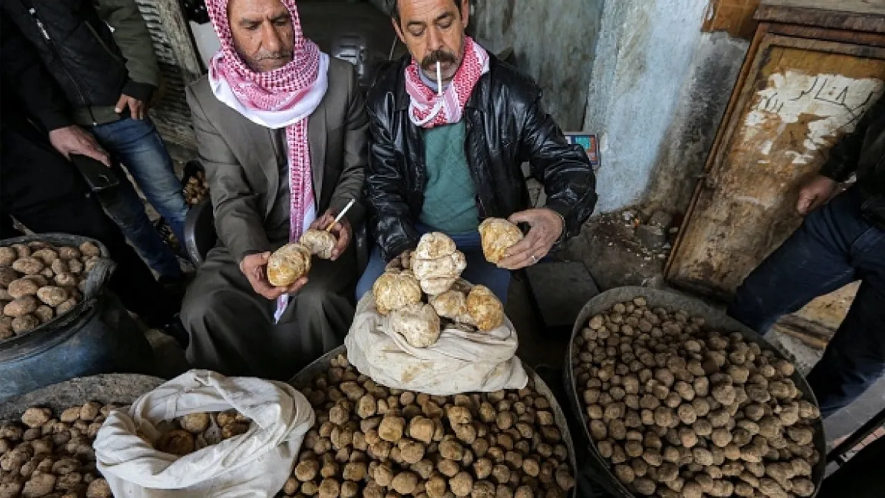 Landmine Tragedy in Syria: 16 Truffle Foragers Killed in Raqqa Desert