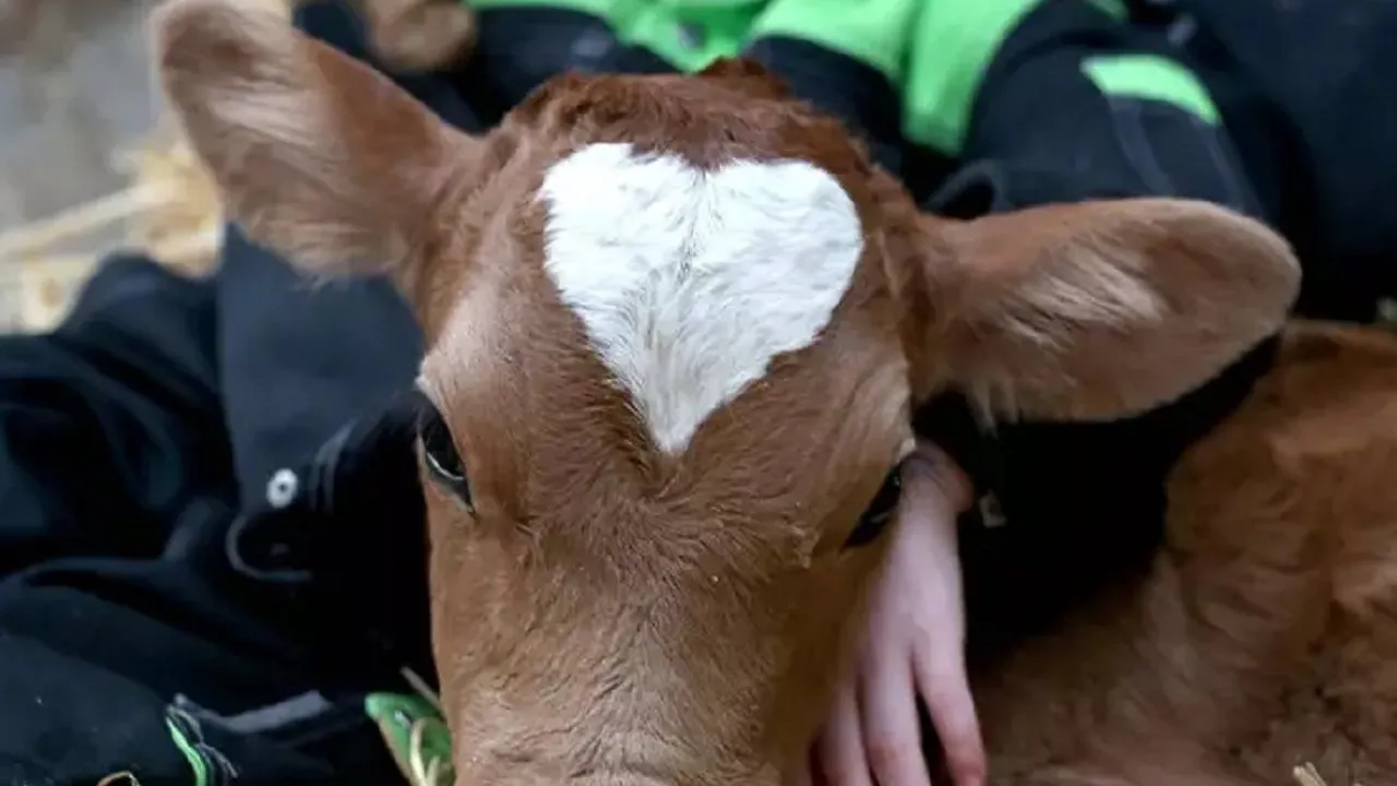 Cupid, the Loveable Calf with a Heart-Shaped Spot on its Head, Melts Hearts at Merchen Farms