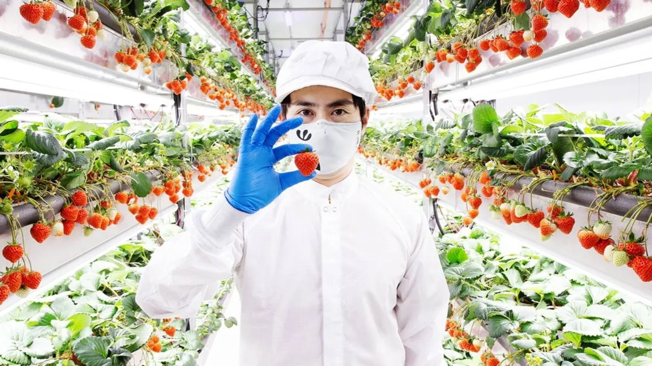 Oishii Secures $134M in Funding, Boosting Japan-Style Indoor Strawberry Farms in US
