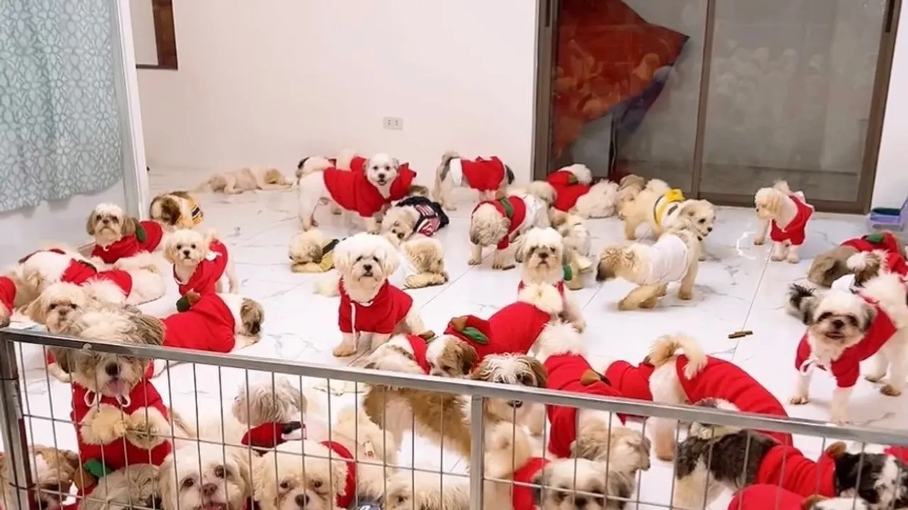 PAWS Criticizes P-pop Group 4th Impact for Overbreeding 200 Shih Tzus, Advocates for Responsible Pet Ownership