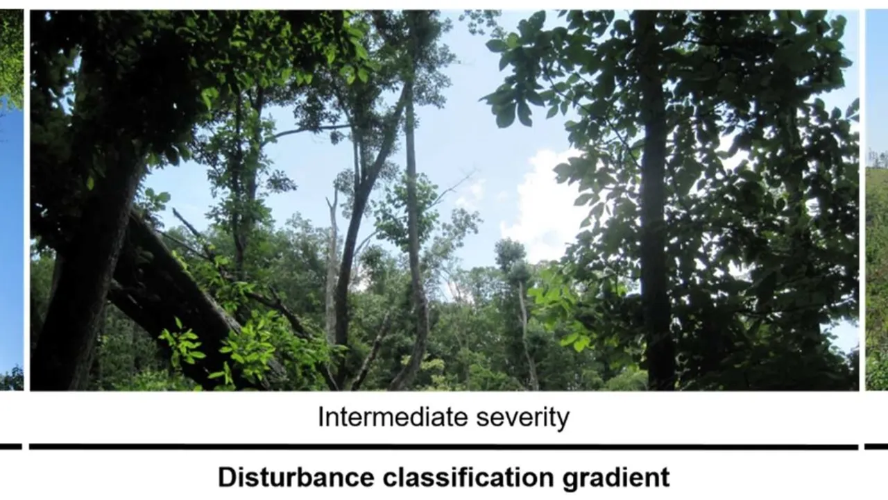 Study Unveils Forest Canopy Complexity as Key to Ecosystem Resilience