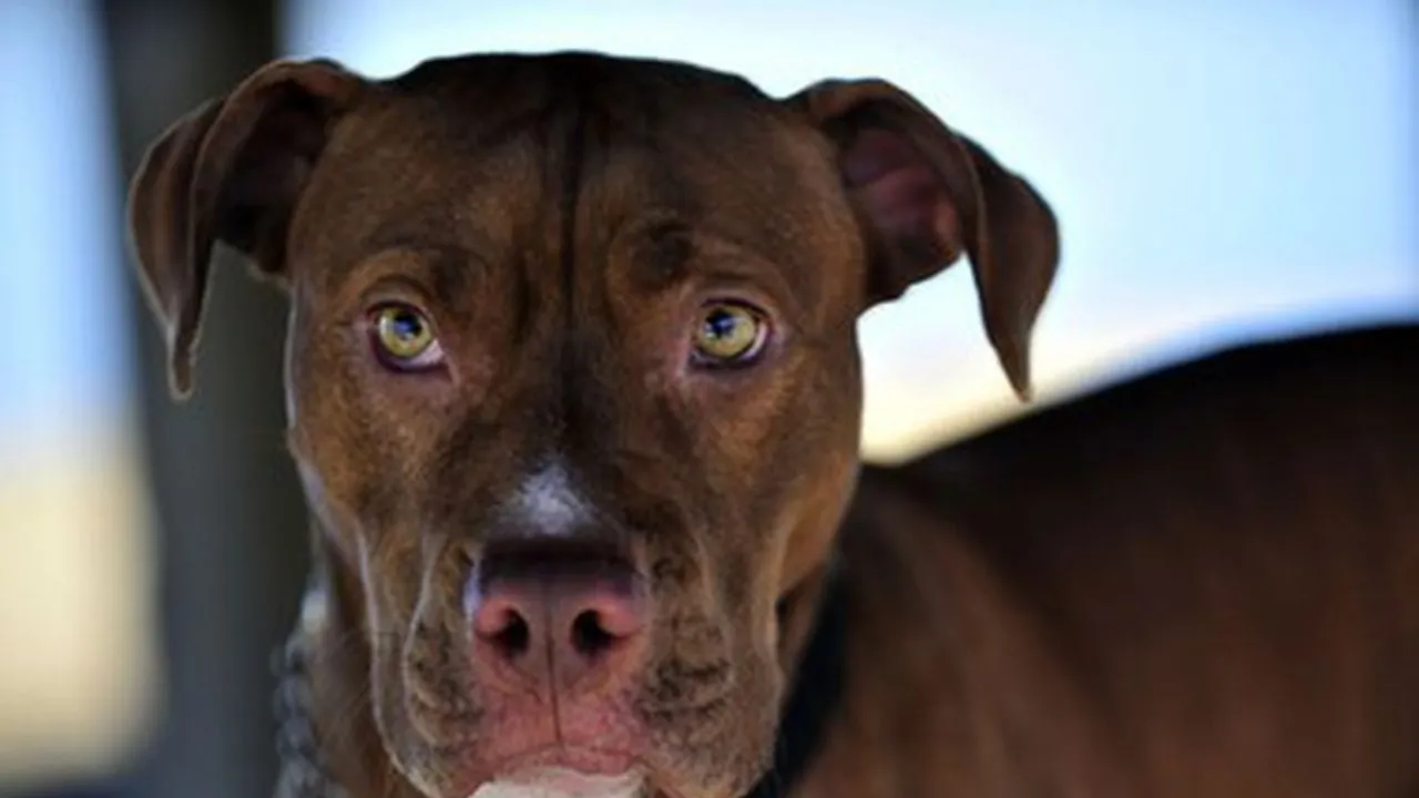 Clay Center Revises Dog Ordinance: Ends Pit Bull Ban, Targets Reckless Owners