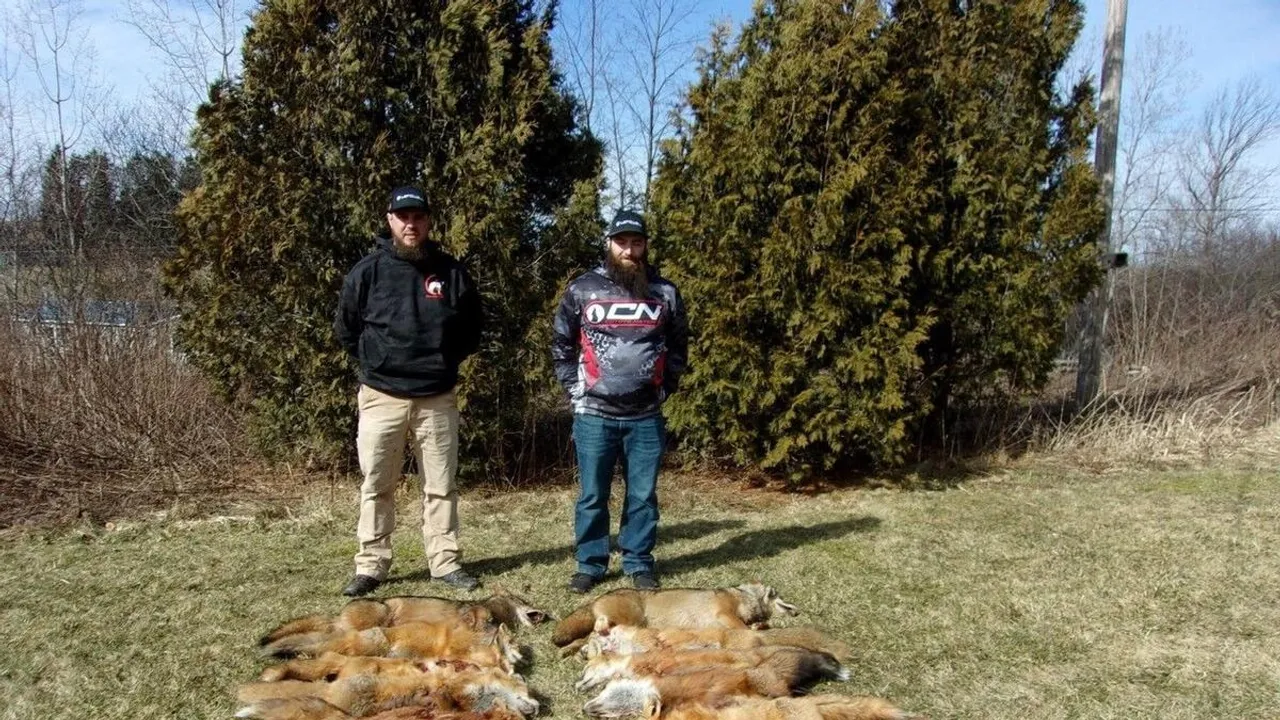 Rolfe Beagle Club's Statewide Coyote and Fox Hunt Breaking Records and