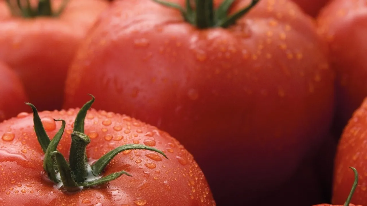 Syngenta's Crusade Against Tomato Virus: A Glimpse into the Future of Farming in France