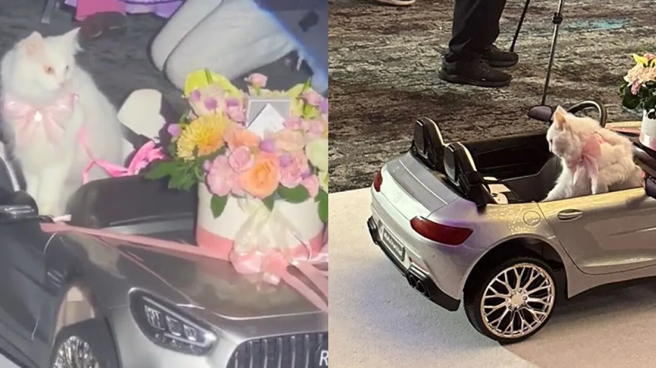 Malaysian Wedding Goes Viral Cats Dressed as Bridesmaids Steal Spotlight