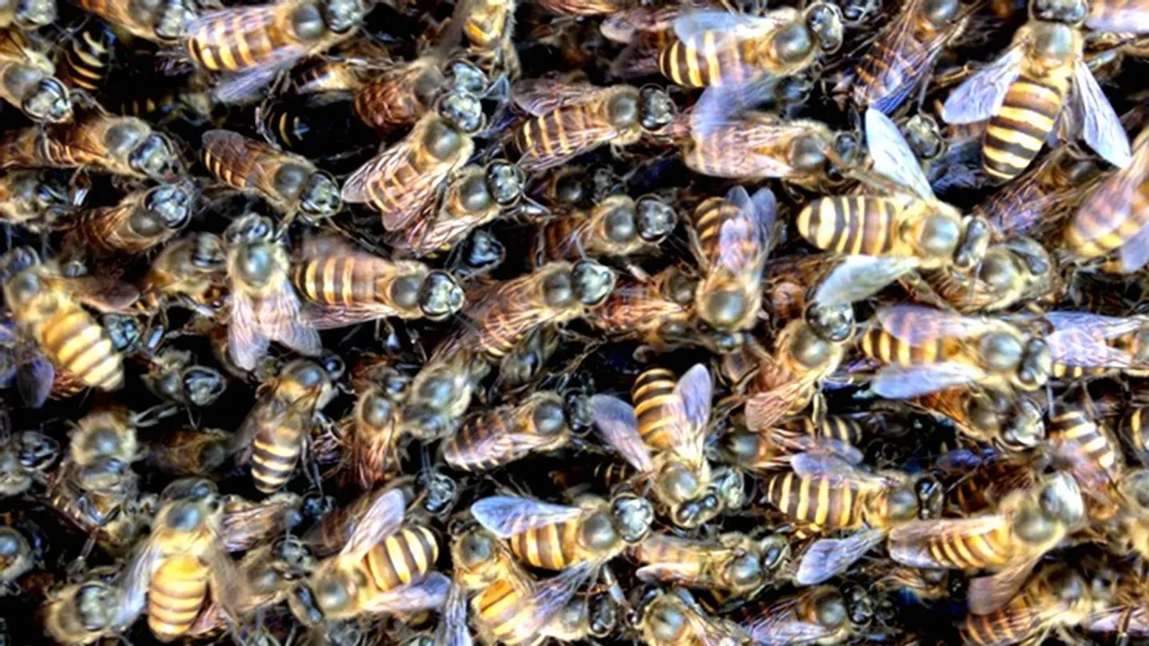 Invasive Asian Honey Bees in Australia Single Swarm Sparks Species