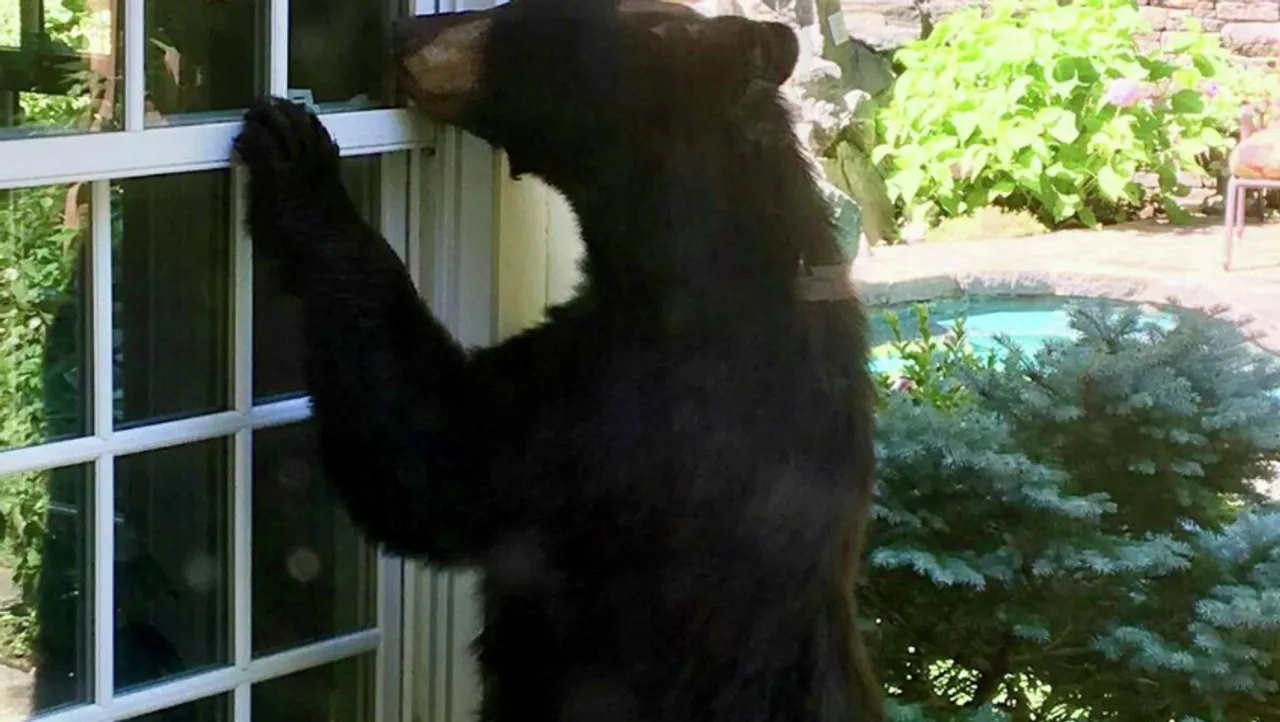 
A young bear explores the roof of a neighbor's home in Winsted, Connecticut. The surprising encounter was captured on video by Daniel Mordecai.

<br>

Image Credit: Connecticut Post
