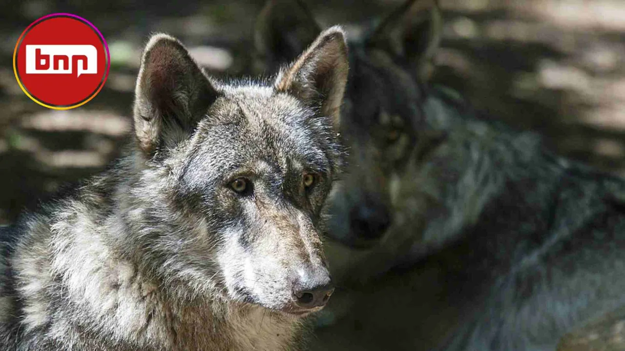 Wolf attack kills 31 sheep on Norwegian farm, farmers consider felling permit