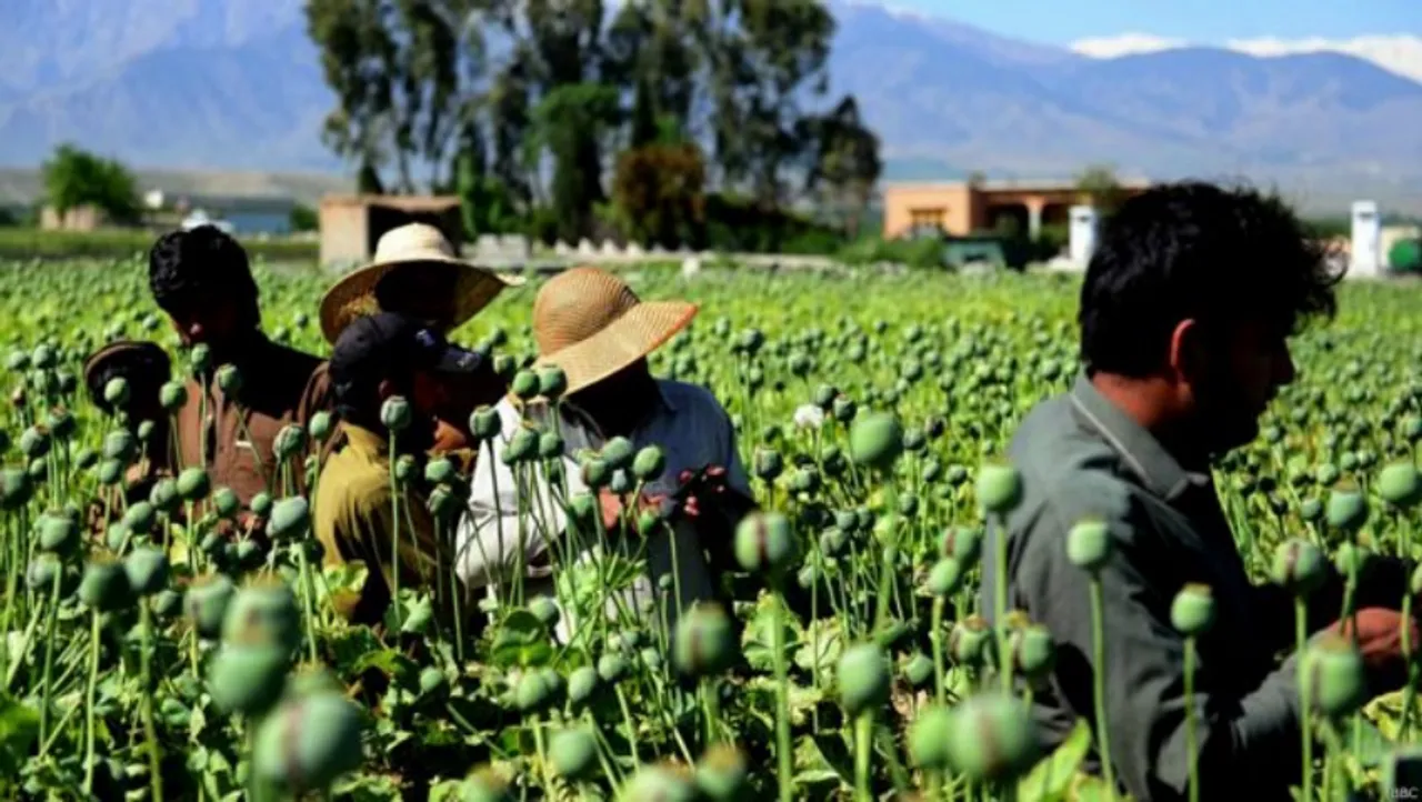 Caretaker Government's Commitment: Fighting Drugs and Preventing Poppy Cultivation in Afghanistan