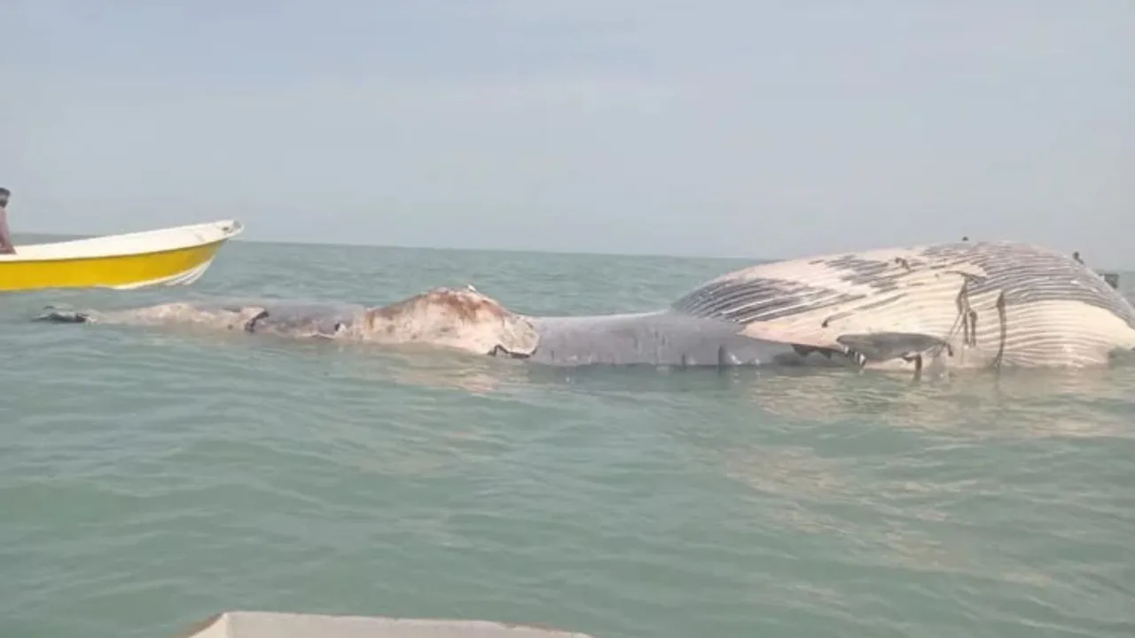 Massive Blue Whale Carcass Poses Health Risks as it Approaches Shore in Gwadar, Pakistan