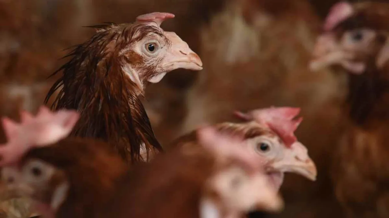 The UK-wide measures began after bird flu was found in captive birds and poultry at 180 UK holdings
<br>
Image Credit: Belfast Telegraph