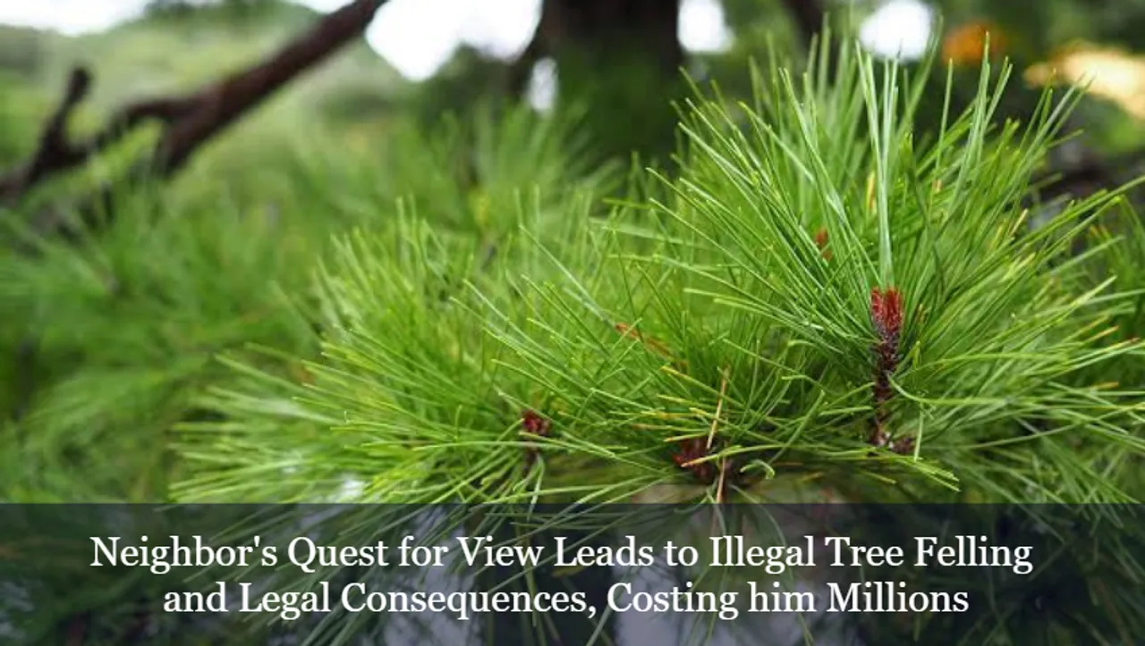 Neighbor's Quest for View Leads to Illegal Tree Felling and Legal Consequences, Costing him Millions