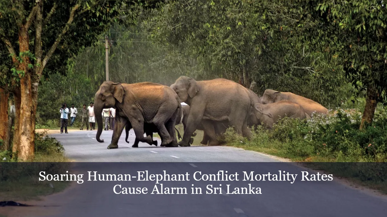 Soaring HumanElephant Conflict Mortality Rates Cause Alarm in Sri Lanka
