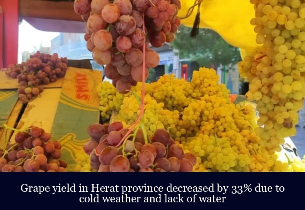 Grape yield in Herat province decreased by 33 due to cold weather and