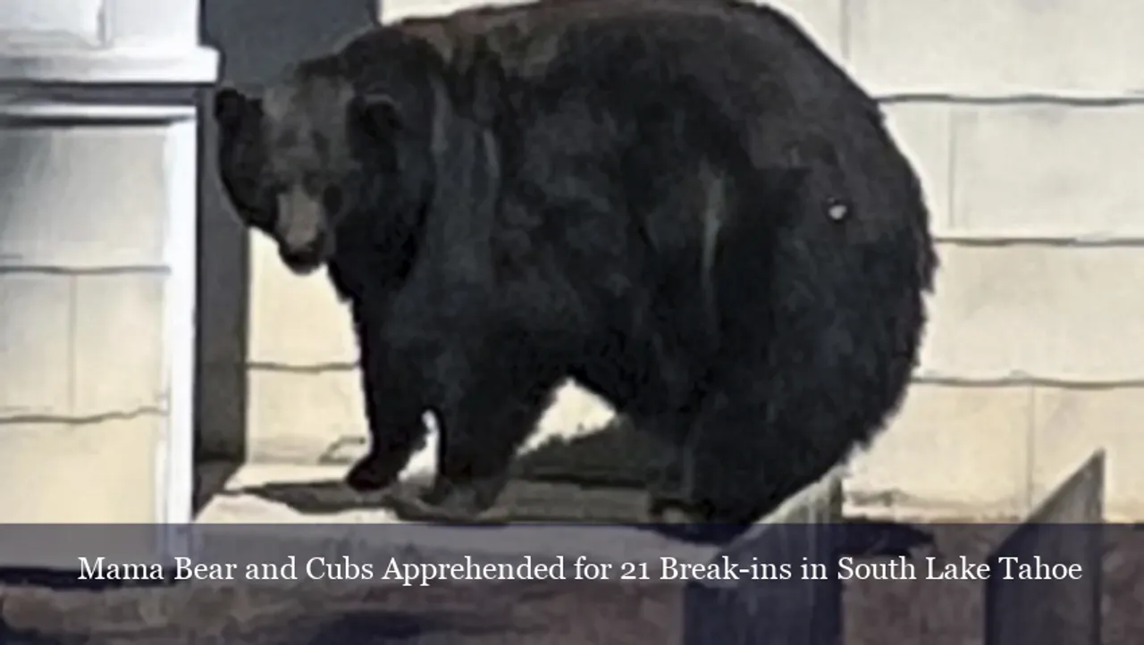 Mama Bear and Cubs Apprehended for 21 Break-ins in South Lake Tahoe