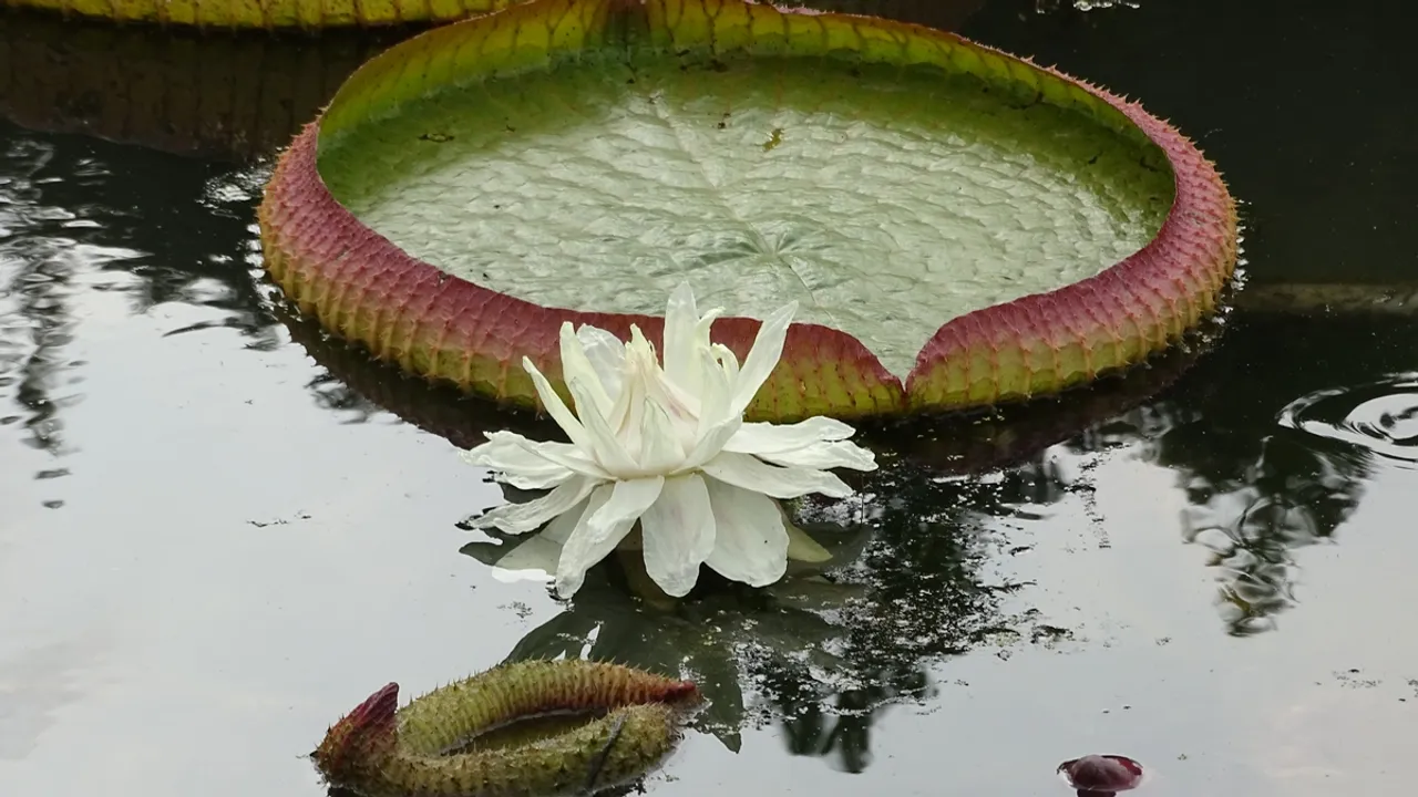 Blooming Beauty A Deep Dive into the Majestic King Lotus Flowers at Xi