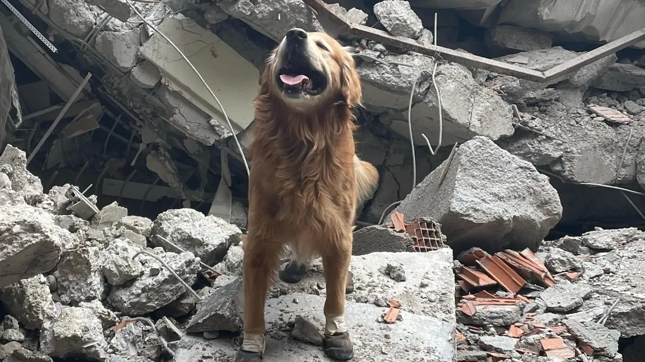 The Heroic Paws Dogs in Earthquake Rescue Operations in Turkey