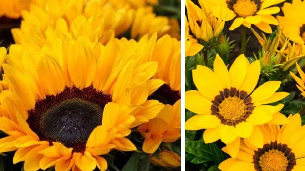 Yellow Flowers The Viral TikTok Trend Unravelled