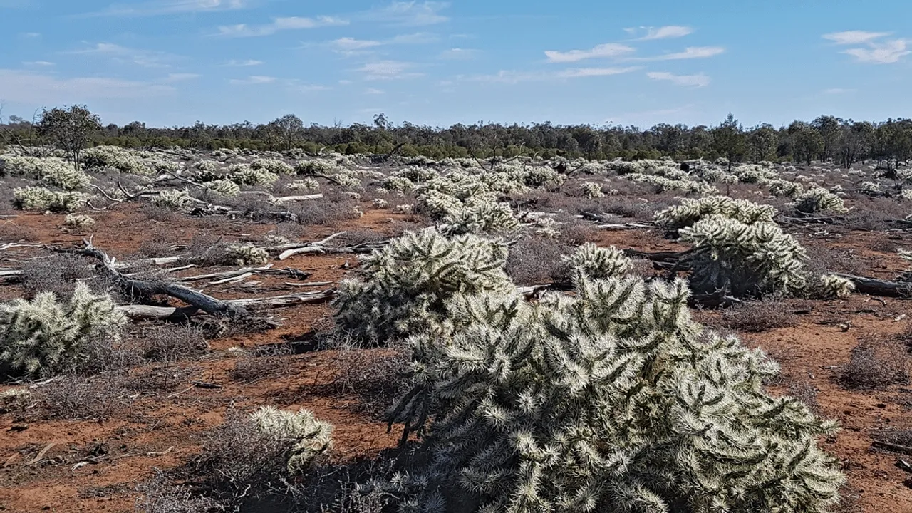 Australia's Thorny Problem: The Invasion of the 'Jumping Cactus'
