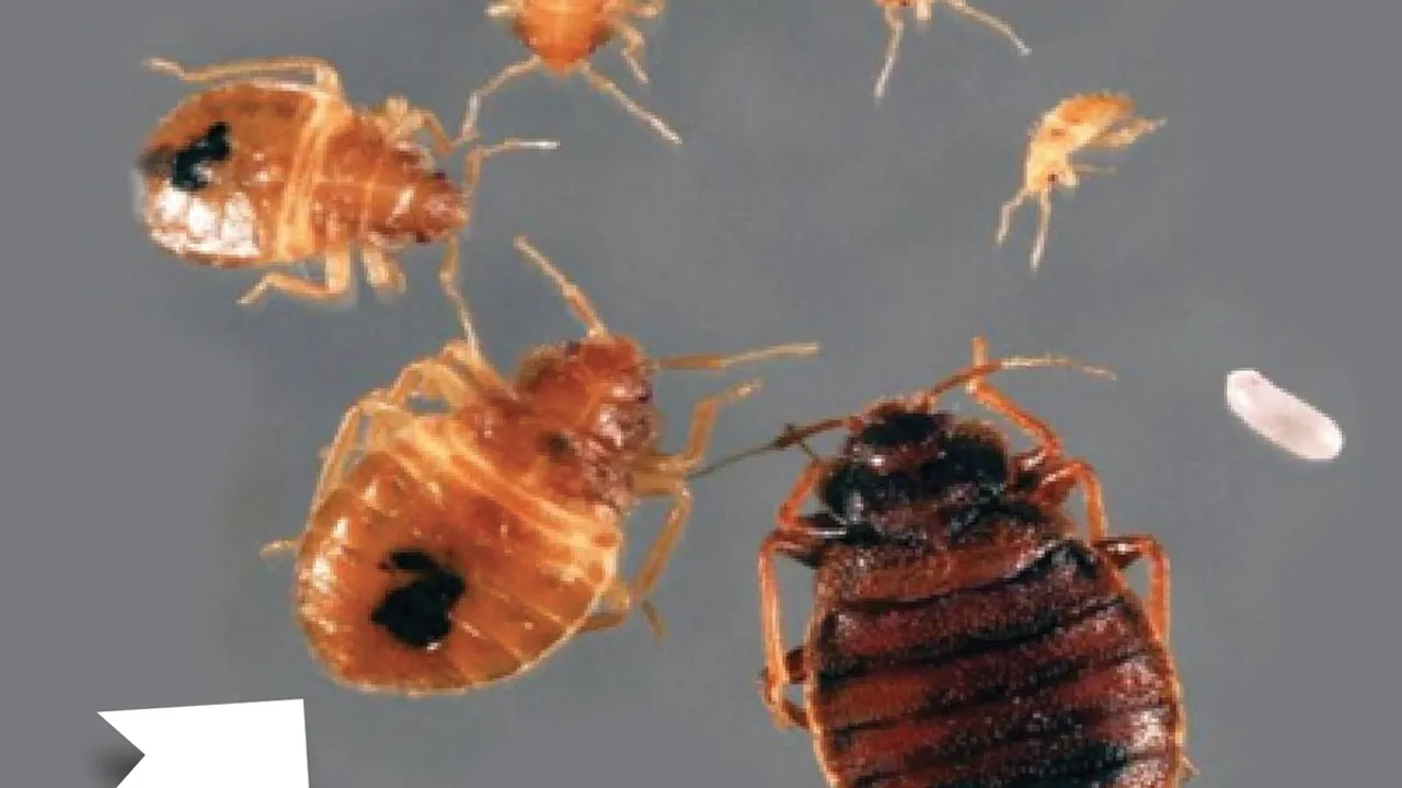 The Hidden Mental Health Impact of Bed Bug Infestations Expert