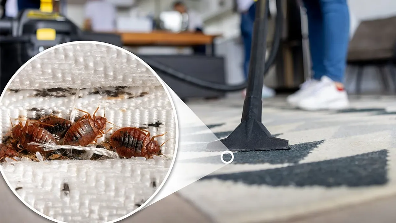 Bed Bugs in Carpets A Hidden Epidemic